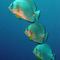 Three batfish